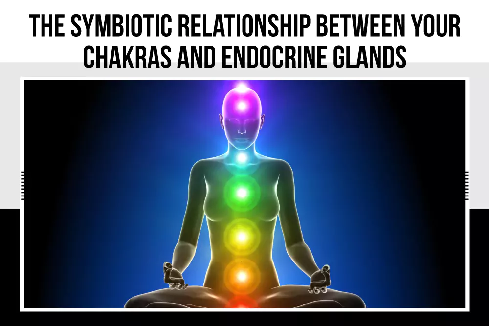 The symbiotic relationship between your chakras and endocrine glands