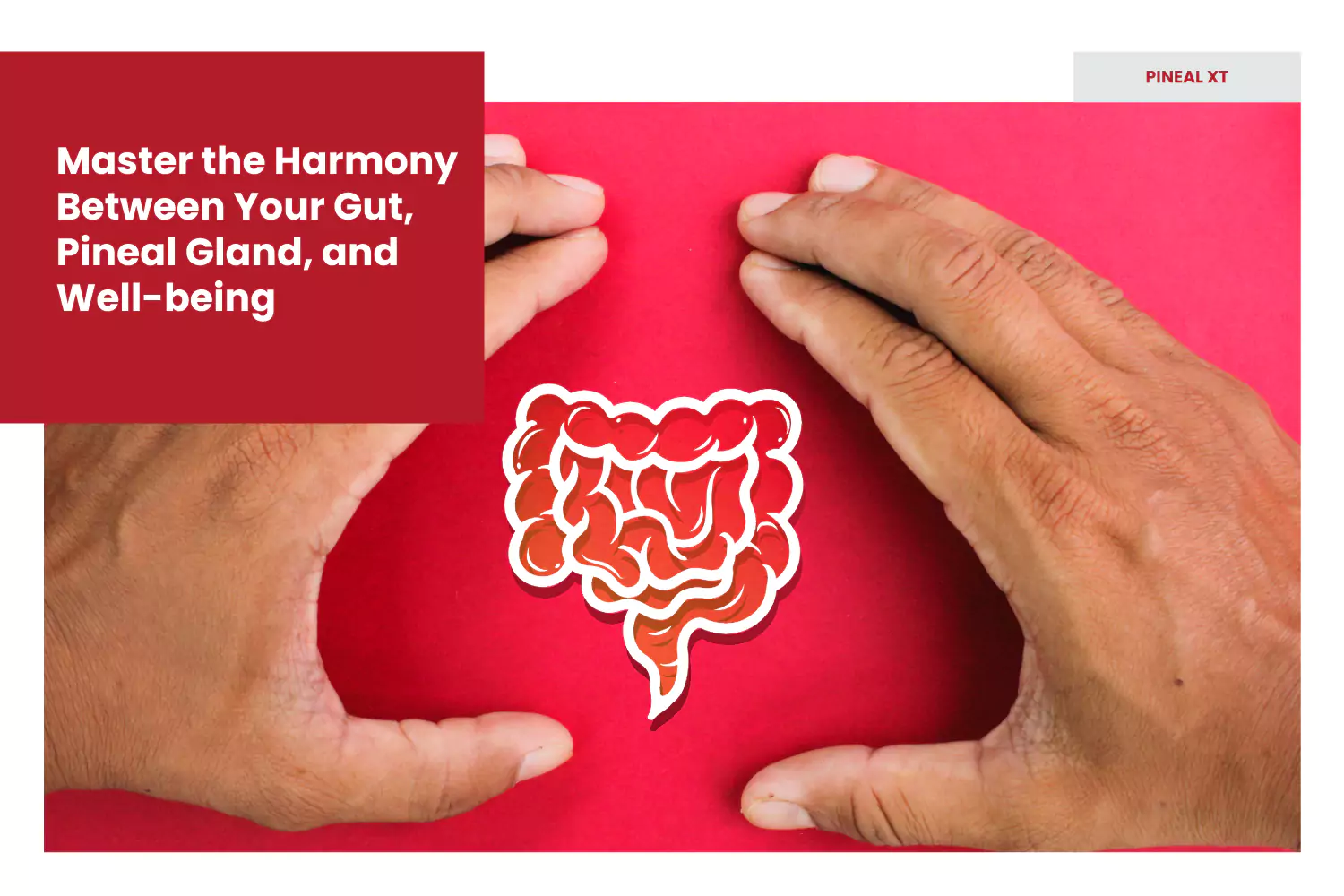 Master the Harmony Between Your Gut, Pineal Gland, and Well-being