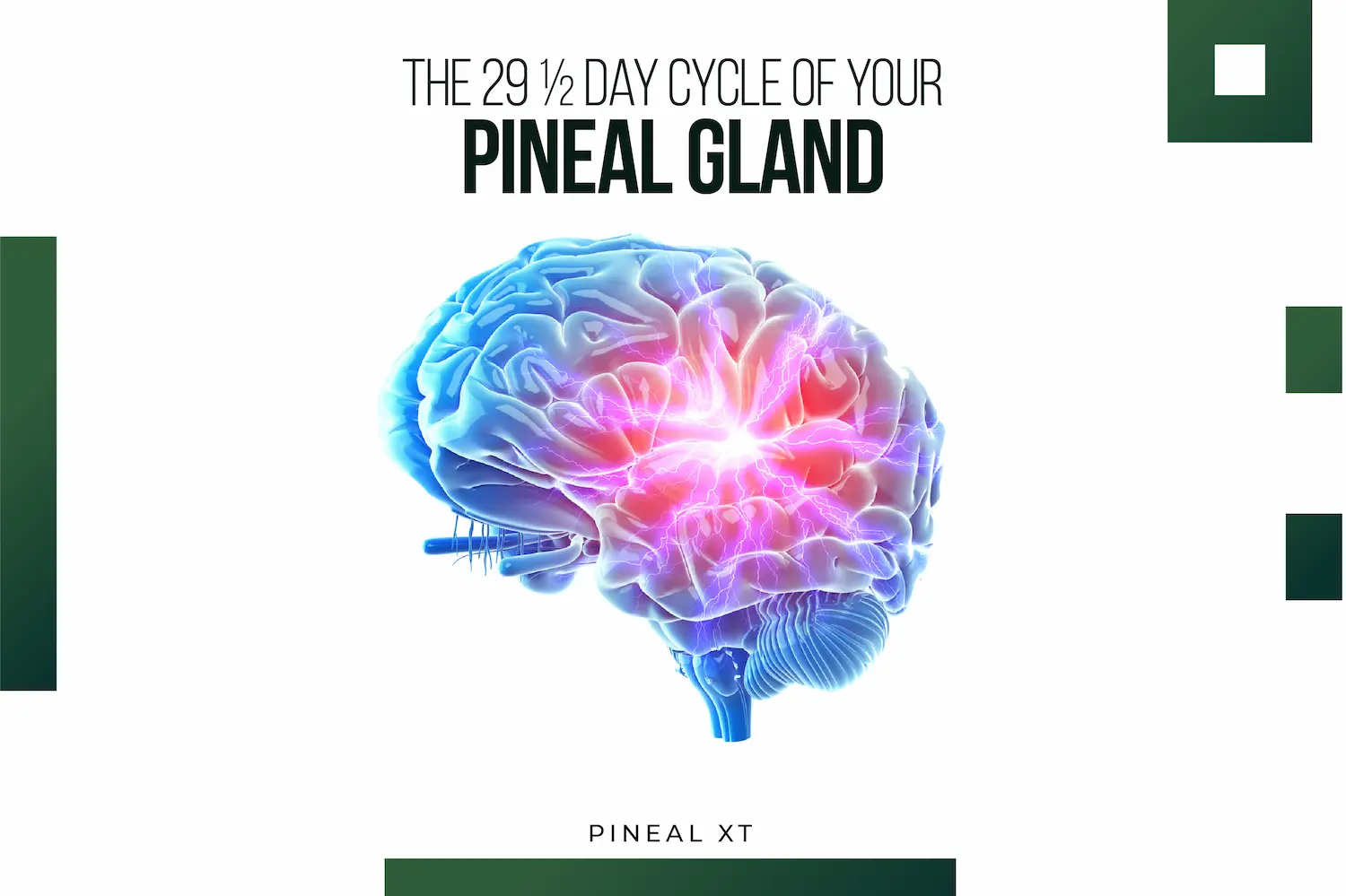 The 29 ½ Day Cycle of Your Pineal Gland - DESKTOP