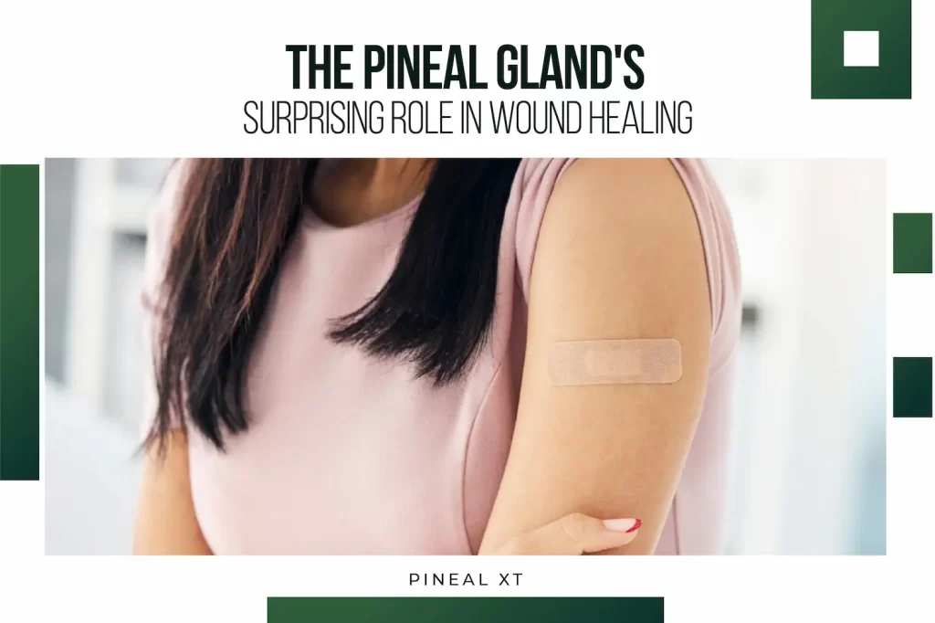 The Pineal Gland’s Surprising Role in Wound Healing