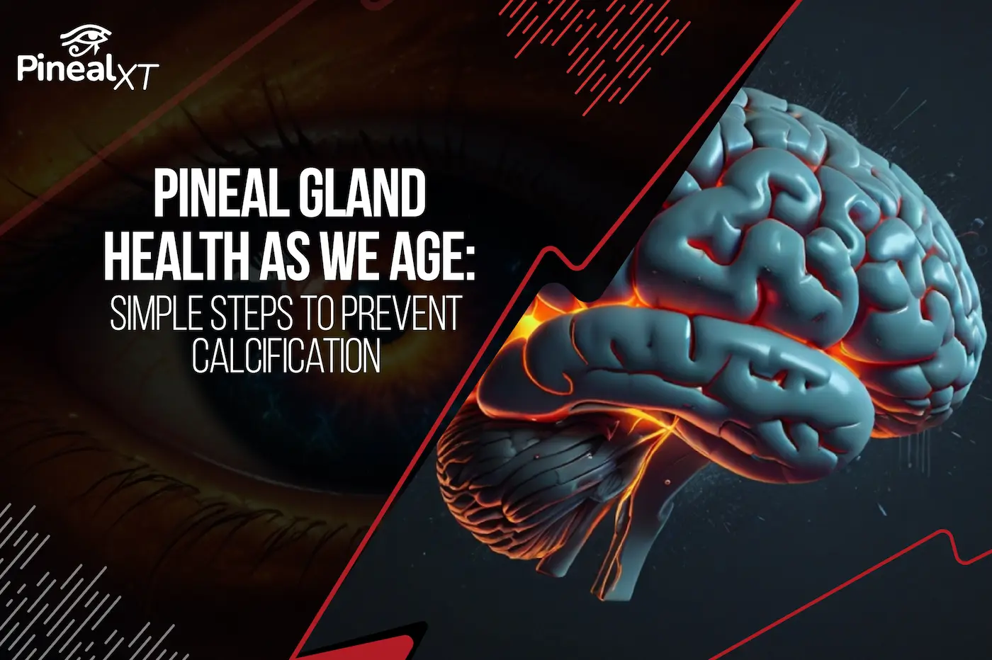 Pineal Gland Health as We Age: Simple Steps to Prevent Calcification