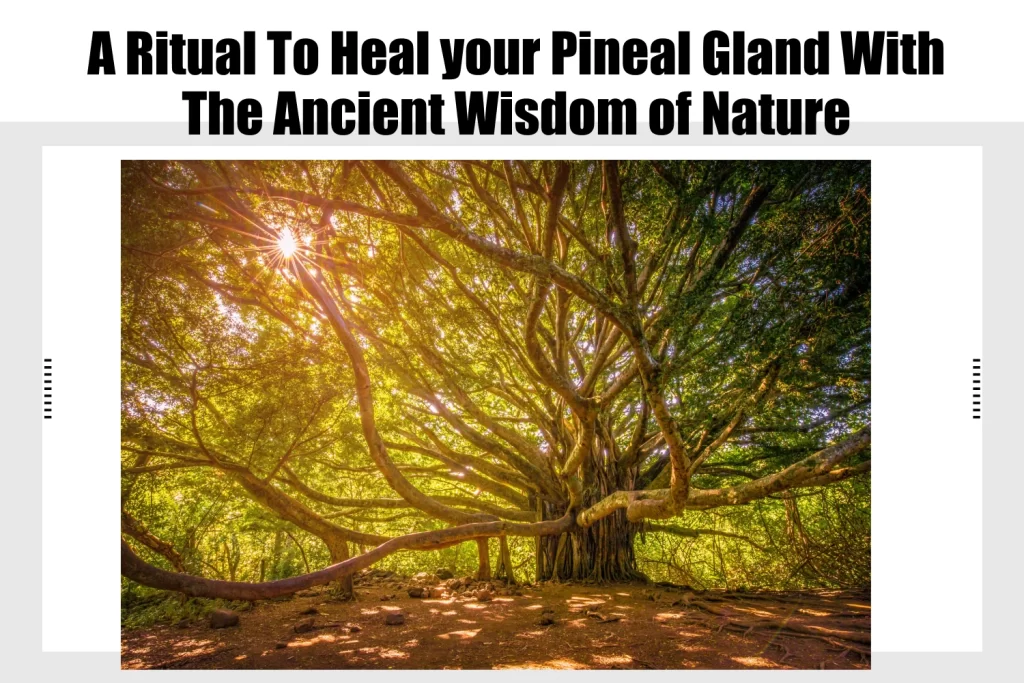 A Ritual To Heal your Pineal Gland With The Ancient Wisdom of Nature