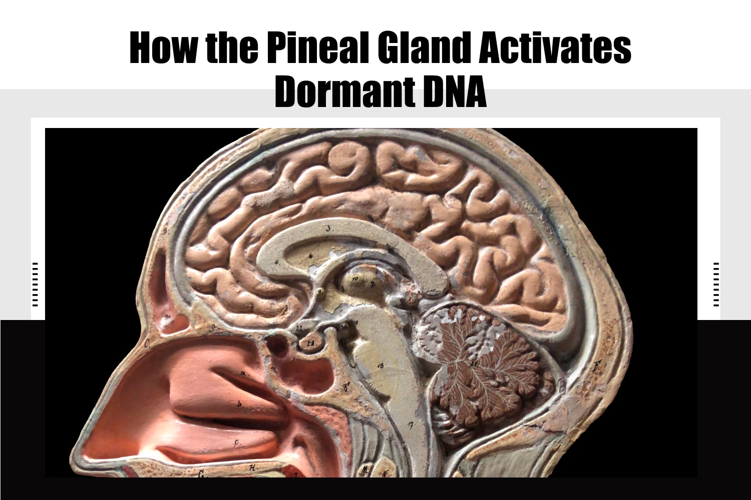 How the Pineal Gland Activates Dormant DNA